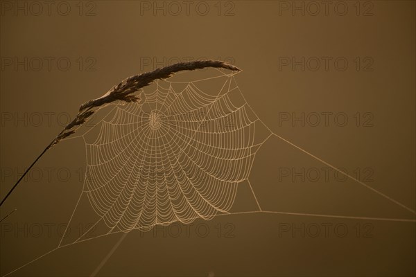 Grasses and spider web in early morning fog