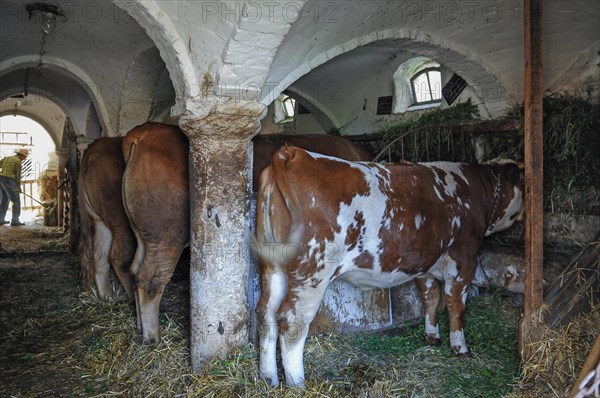 Cows in a historical cowshed