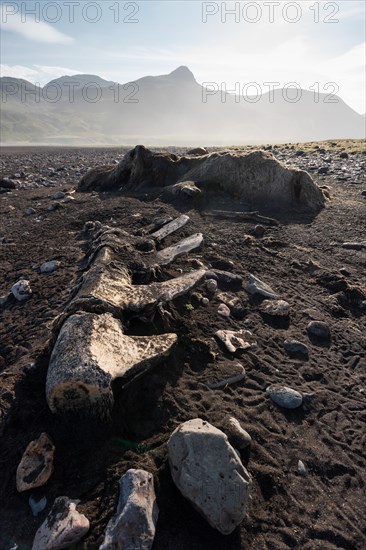 Whale skeleton