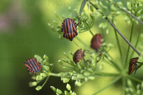 Italian striped-bugs (Graphosoma italicum) on a goutweed flower Ground elder (Aegopodium podagraria)