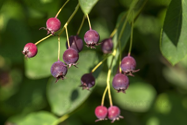 Ripe fruits of the Snowy mespilus (Amelanchier ovalis)