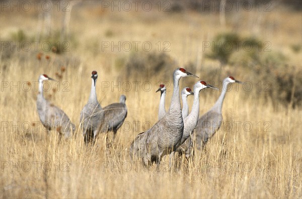 Sandhill crane (Grus canadensis) foraging