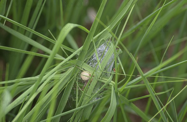 Wolf spider (undetermined) (Lycosidae indet.)