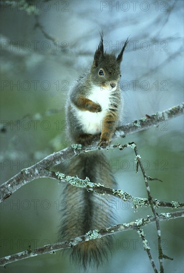 Eastern gray squirrel (Sciurus carolinensis)