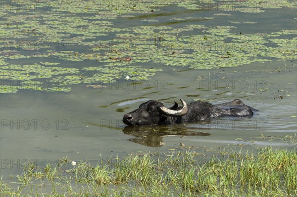 Water buffalo (Bubalus bubalis)