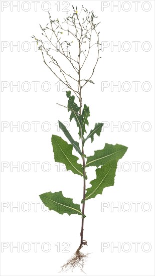 Flowering prickly lettuce Lactuca serriola (Lactuca serriola) on white background