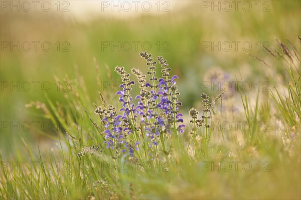 Meadow clary (Salvia pratensis) blooming in a meadow