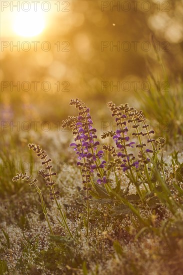 Meadow clary (Salvia pratensis) blooming in a meadow