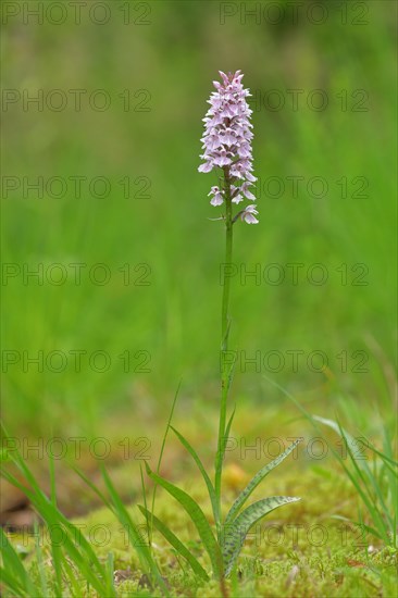 Moorland spotted orchid (Dactylorhiza maculata)