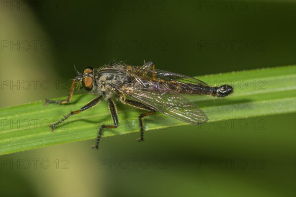 Tolmerus atricapillus (Tolmerus atricapillus) on a blade of grass