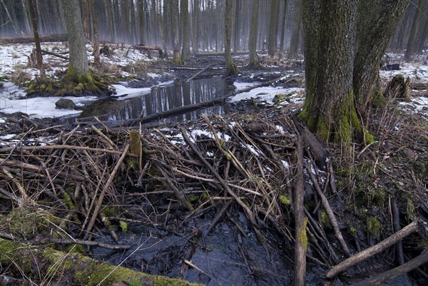 Beaver Dam