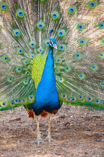 Peacock Indian peafowl (Pavo cristatus) beats wheel