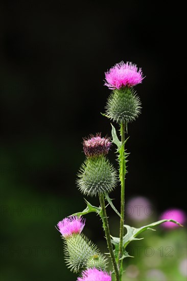 Spear Thistle (Cirsium vulgare)