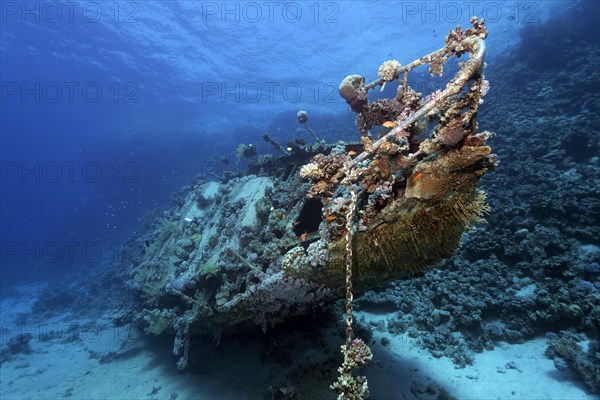 Wreck covered with Anthozoa (Anthozoa) and lower animals (Evertebrata)