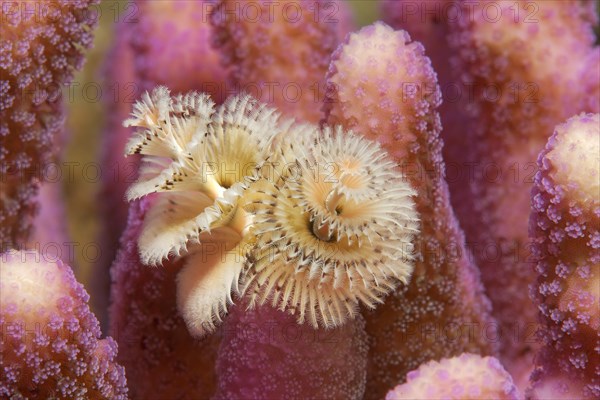 Christmas tree worm (Spirobranchus giganteus) on pink stone coral