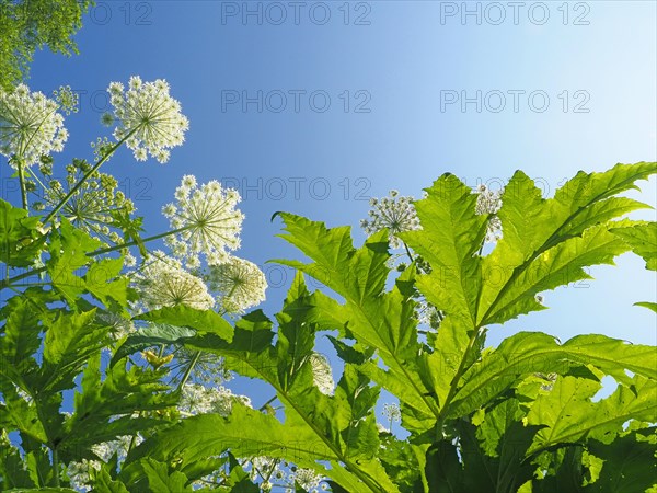 Giant hogweed (Heracleum mantegazzianum)