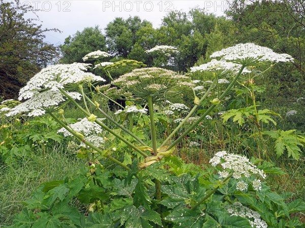 Giant hogweed (Heracleum mantegazzianum)