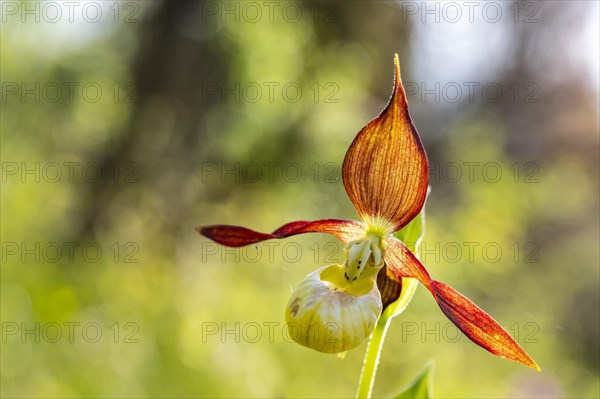 Yellow lady's slipper orchid (Cypripedium calceolus)