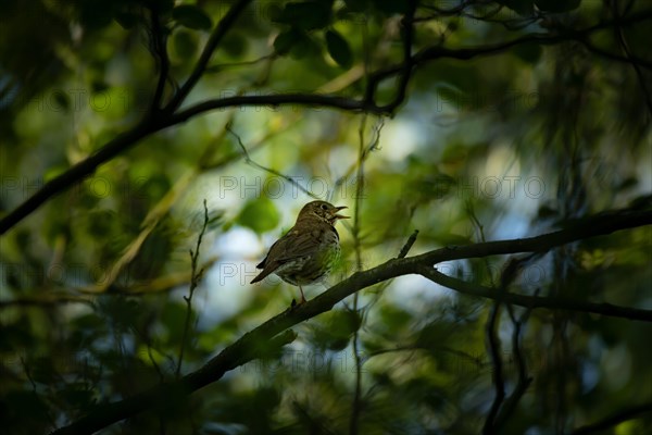 Song thrush (Turdus philomelos) Hamburg