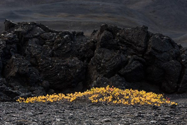 Autumn Arctic willow (Salix arctica) or Arctic Willow