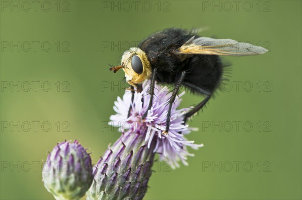 Giant tachinid fly (Tachina grossa)