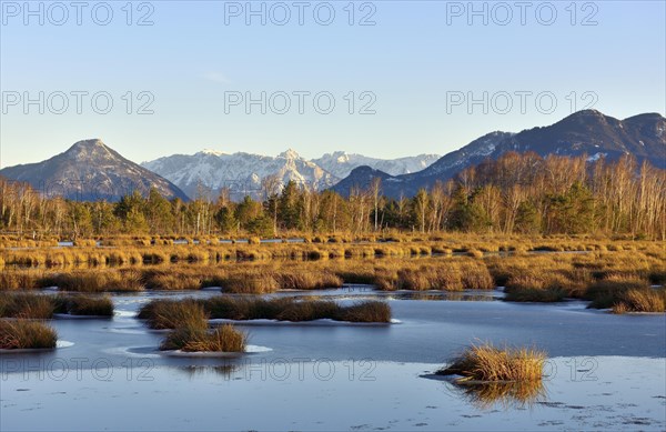 Water surface iced in moor landscape with birches Downy birch (Betula pubescens) and pines Scots (Pinus sylvestris) pine