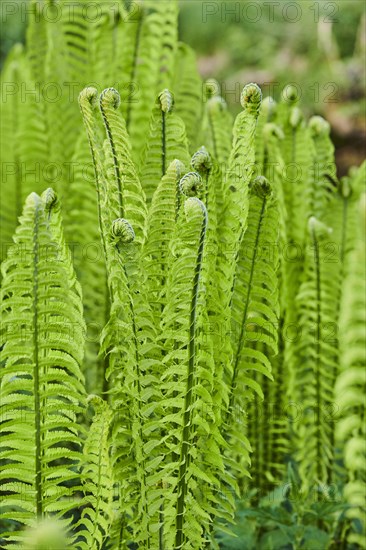 Male fern (Dryopteris filix-mas)