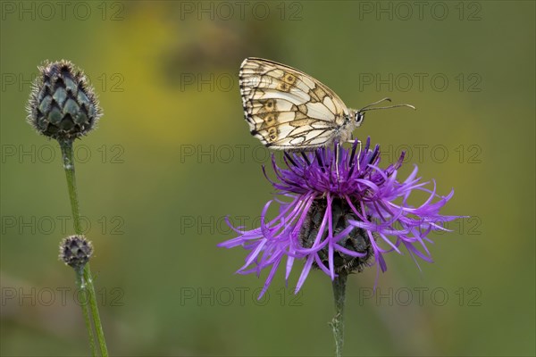 Marbled white (Melanargia galathea) on Brown knapweed (Centaurea jacea)