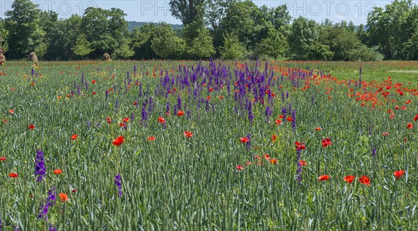 Poppy and columbine in a green cornfield