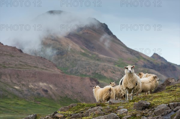 Sheep in front of Rhyolite Mountains