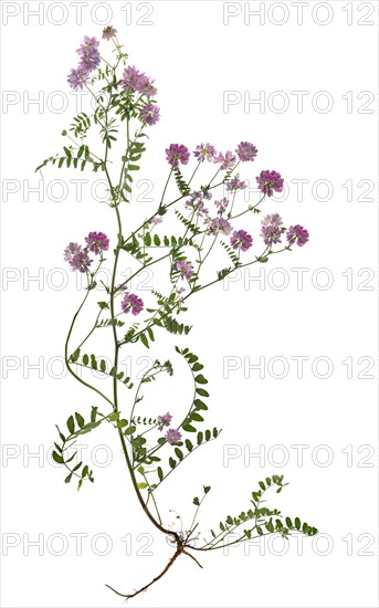 Crown vetches (Securigera varia) on white background