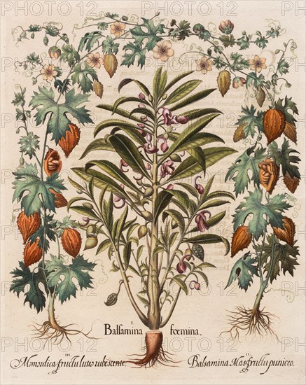 Balsam apple Bitter melon (Momordica charantia) Hand-coloured copper engraving by Basilius Besler