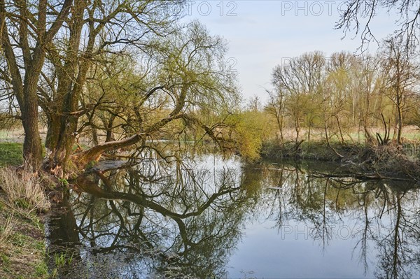 Brittle willow (Salix fragilis) at a lake