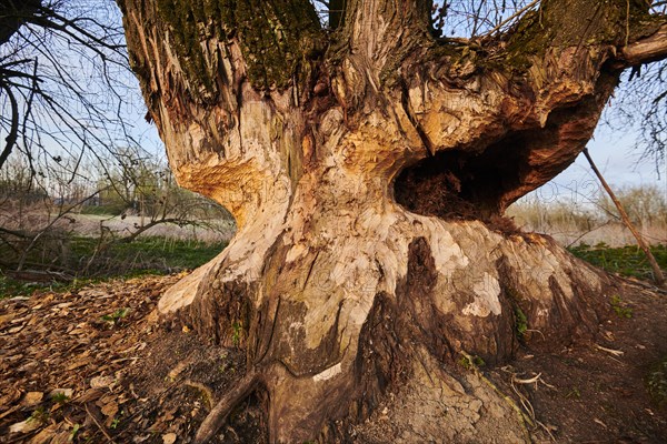 Crack willow or brittle willow (Salix fragilis) tree