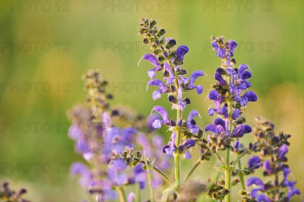 Meadow clary (Salvia pratensis) blooming in a meadow