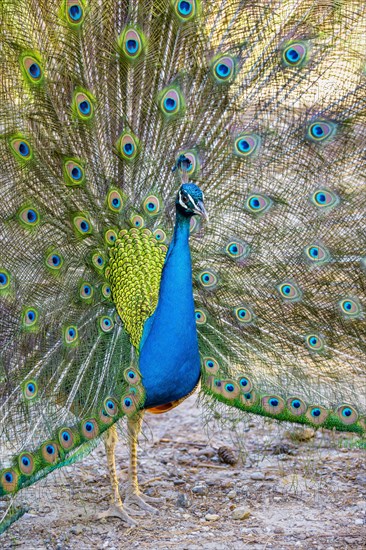 Peacock Indian peafowl (Pavo cristatus) beats wheel