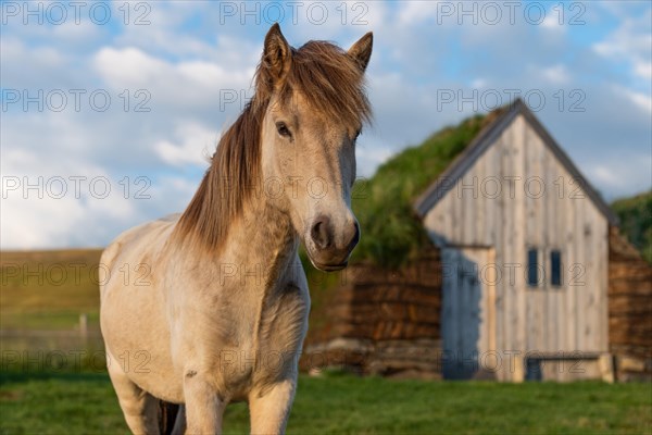 Icelandic horse (Equus islandicus) in evening light in front of horse stable in original peat construction