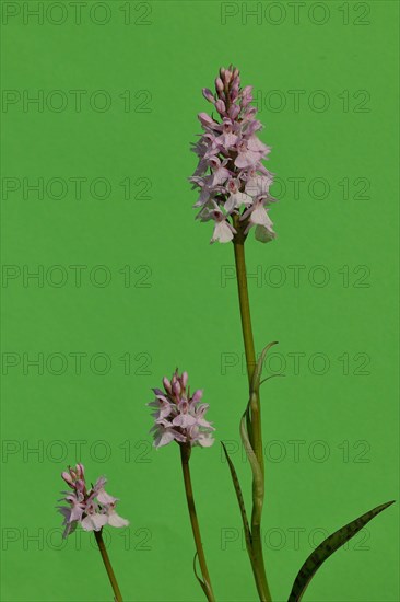 Moorland spotted orchid (Dactylorhiza maculata)