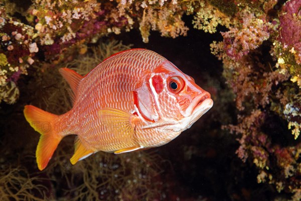 Sabre squirrelfish (Sargocentron spiniferum) swimming under coral reef overhang