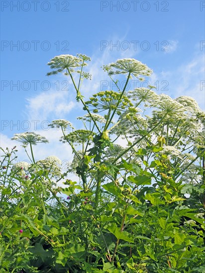 Giant hogweed (Heracleum mantegazzianum)