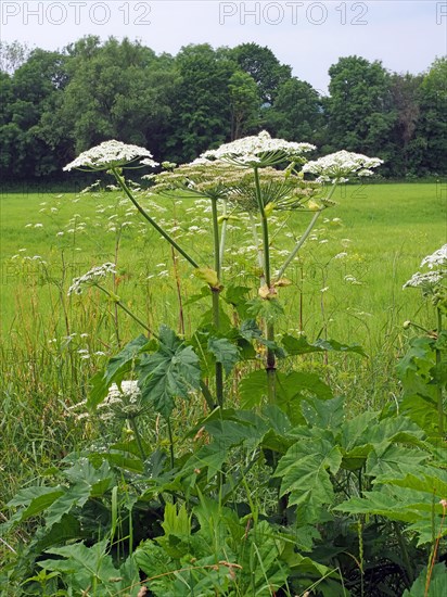 Giant hogweed (Heracleum mantegazzianum)