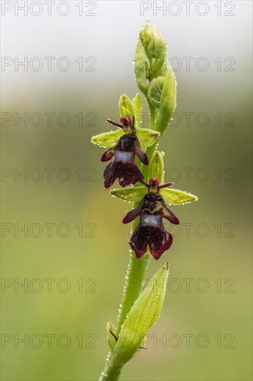 Fly orchid (Ophrys insectifera)