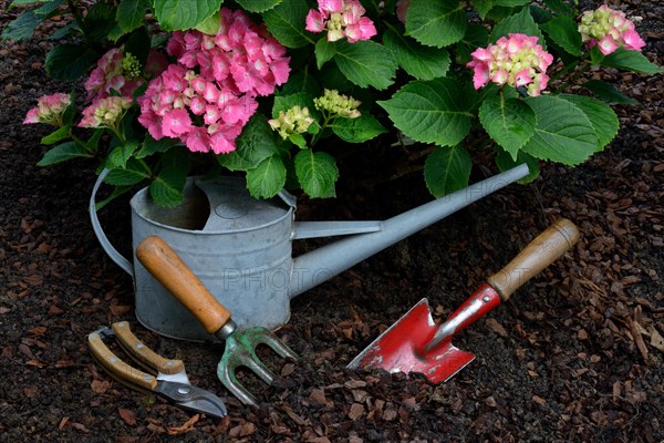 Garden tools and flowering hydrangeas