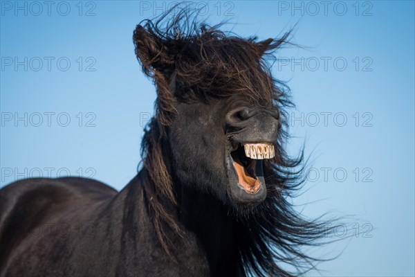 Icelandic horse (Equus islandicus)