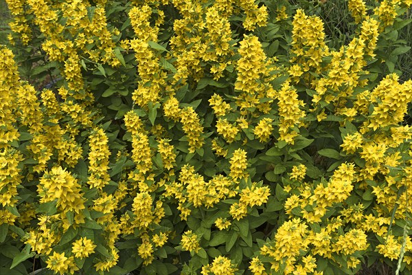 Loosestrife (Lysimachia)