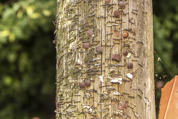 No news. Rusty staples and drawing pins on a wooden pole. Poland