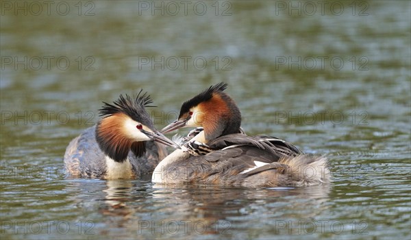 Pair of Great Crested Grebes (Podiceps cristatus) feeding young