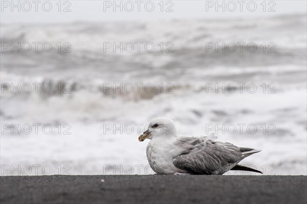 Young Northern fulmar (Fulmarus glacialis) on the beach