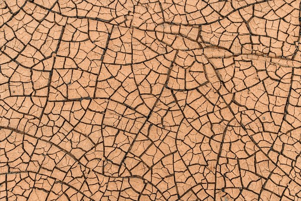 Cracks in the clay soil form mosaic-like structure