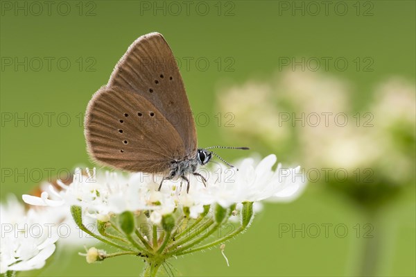 Dusky large blue (Glaucopsyche nausithous) on common Common yarrow (Achillea millefolium)